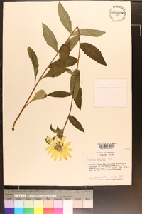 Silphium dentatum image