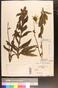 Silphium asteriscus var. simpsonii image