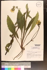 Silphium asteriscus image