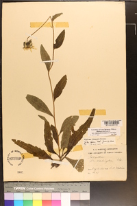 Silphium asteriscus var. simpsonii image