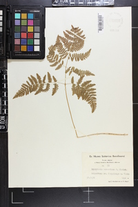 Dryopteris robertiana image