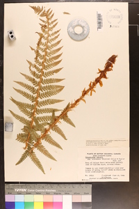 Polystichum andersonii image