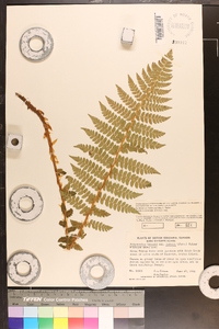 Polystichum braunii image