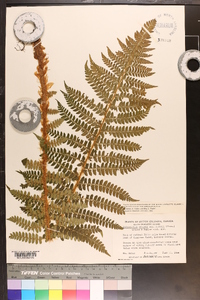 Polystichum braunii image