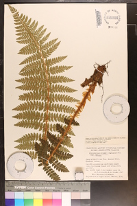 Polystichum braunii image