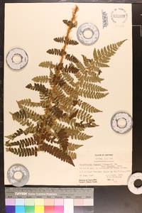 Polystichum braunii var. purshii image