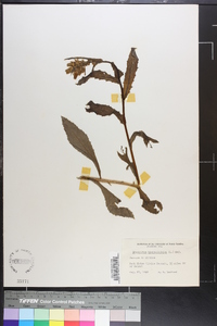 Image Associated With the Occurence