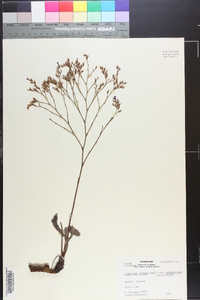 Limonium carolinianum image