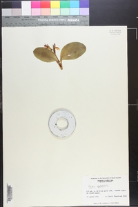 Galearis spectabilis image