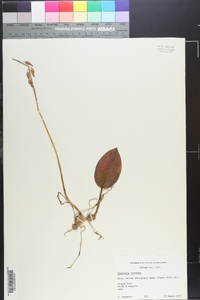 Tipularia discolor image