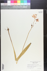 Calopogon tuberosus var. tuberosus image