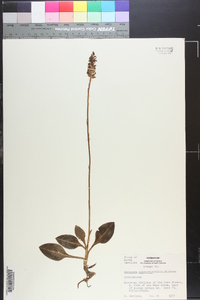 Goodyera pubescens image