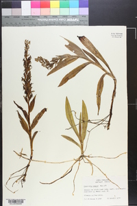 Habenaria repens image