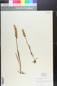 Spiranthes cernua image