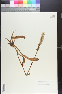 Spiranthes cernua image