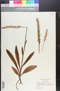 Spiranthes odorata image