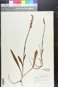 Spiranthes laciniata image