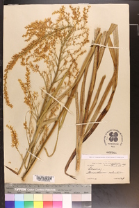 Stenanthium gramineum image