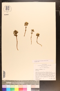 Obolaria virginica image