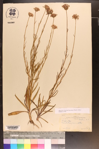 Marshallia graminifolia image