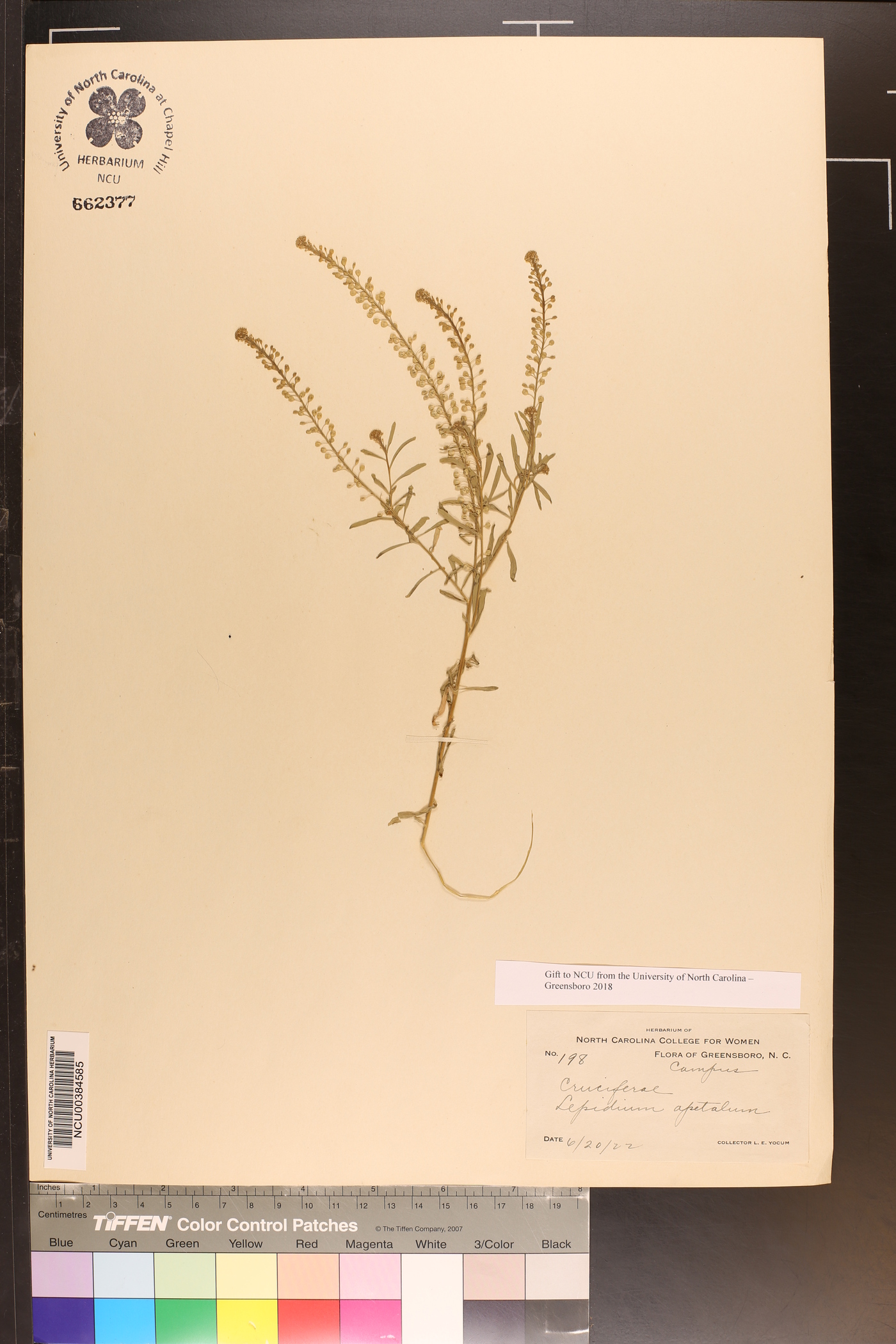 Lepidium apetalum image