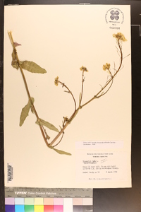 Brassica napus image