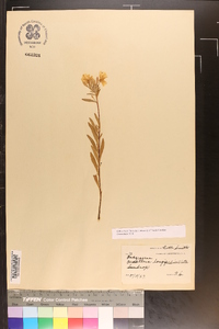 Oenothera longipedicellata image