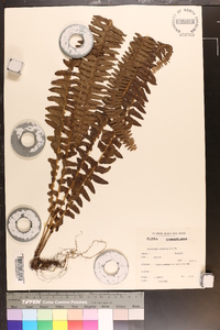 Nephrolepis cordifolia image