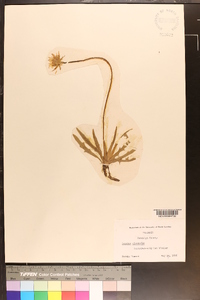 Sonchus oleraceus image