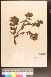 Sonchus oleraceus image