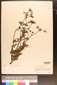 Sonchus oleraceus image