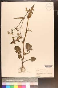 Sonchus oleraceus image