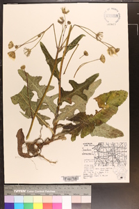 Sonchus oleraceus image