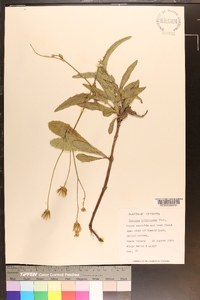 Sonchus arvensis image