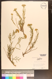 Sphaeromeria diversifolia image