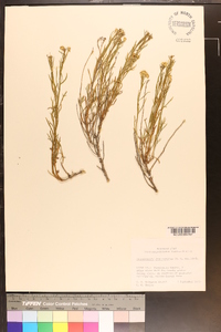 Sphaeromeria diversifolia image