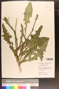 Sonchus arvensis image