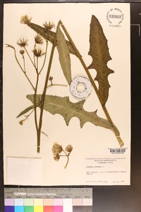 Sonchus arvensis image