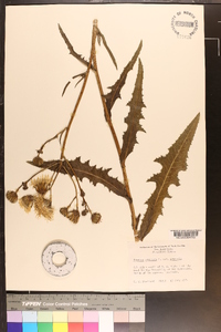 Sonchus arvensis var. arvensis image
