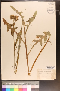 Sonchus arvensis image