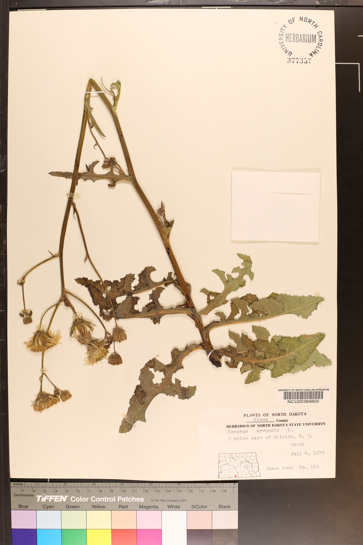 Sonchus arvensis image