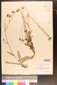 Sonchus arvensis image