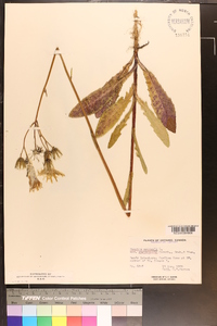 Sonchus arvensis image