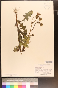 Sonchus arvensis var. arvensis image