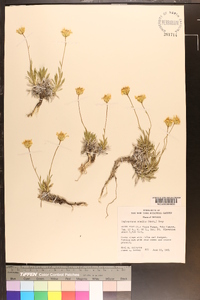 Stenotus acaulis var. acaulis image