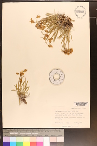 Stenotus armerioides var. armerioides image