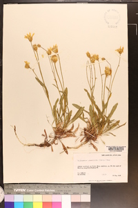 Stenotus armerioides var. armerioides image