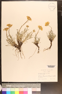 Haplopappus lanuginosus image