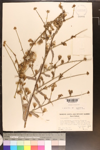 Stephanomeria cichoriacea image