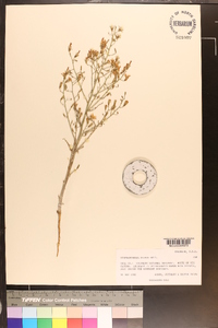 Stephanomeria exigua image